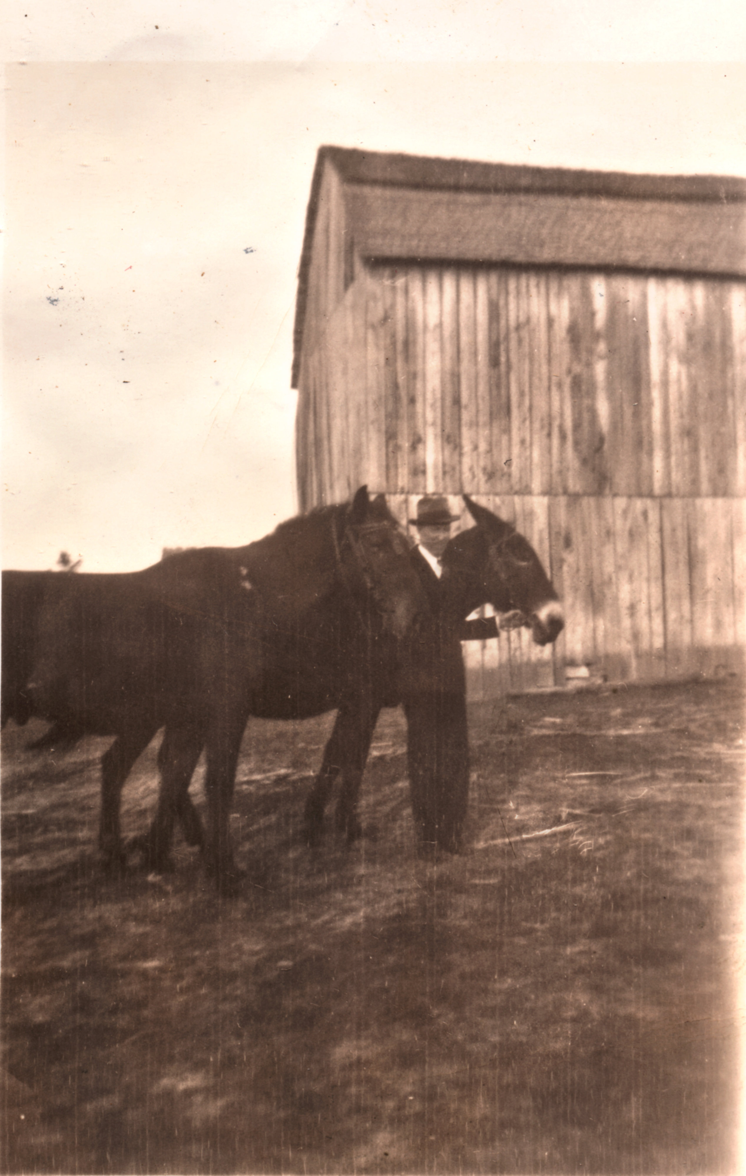  Fred Lewis with mules Charley and Susie - Des Arc Farm 